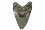 Fossil Megalodon Tooth - North Carolina #379222-2